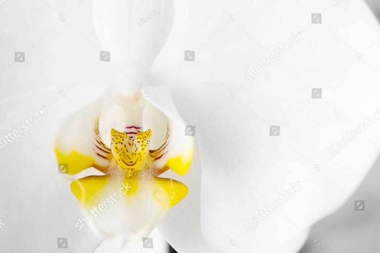 Orhideia 16737