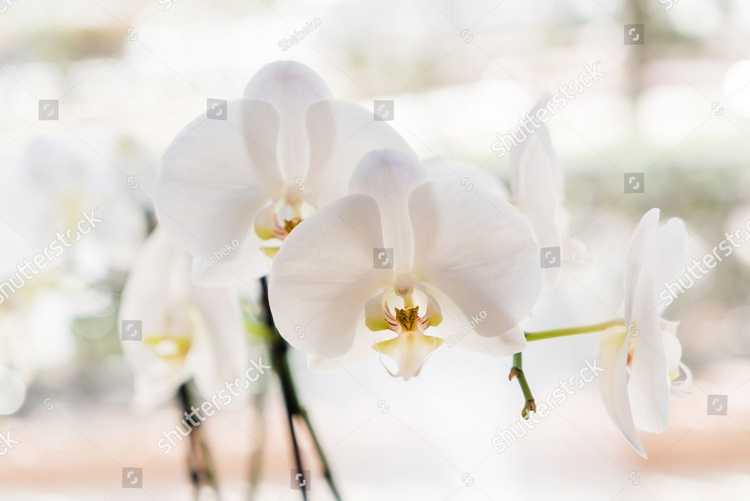 Orhideia 16738