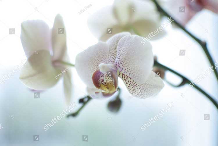 Orhideia 16739