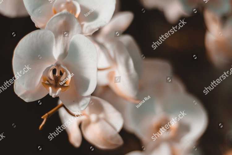 Orhideia 16741