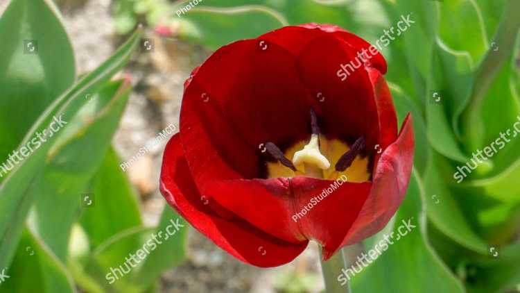 Tulip 16411