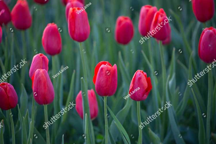 Tulip 16434