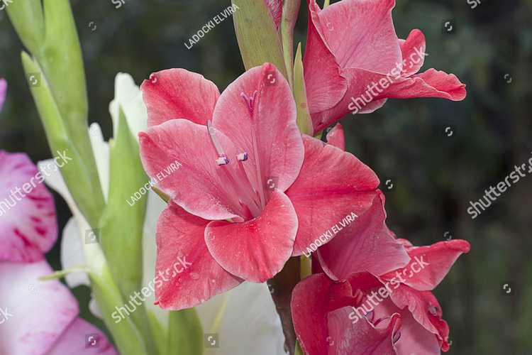 Gladiolus 18603