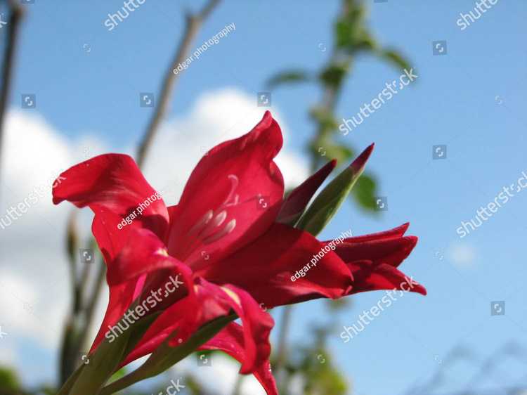 Gladiolus 18605