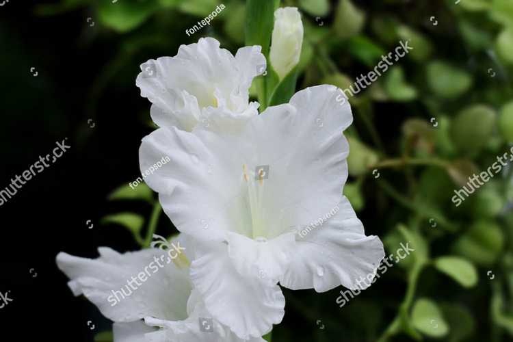 Gladiolus 18610