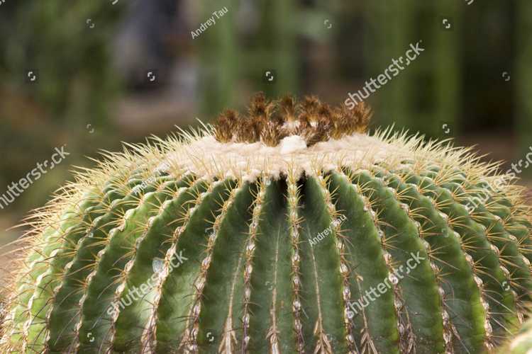 Kaktus 17205