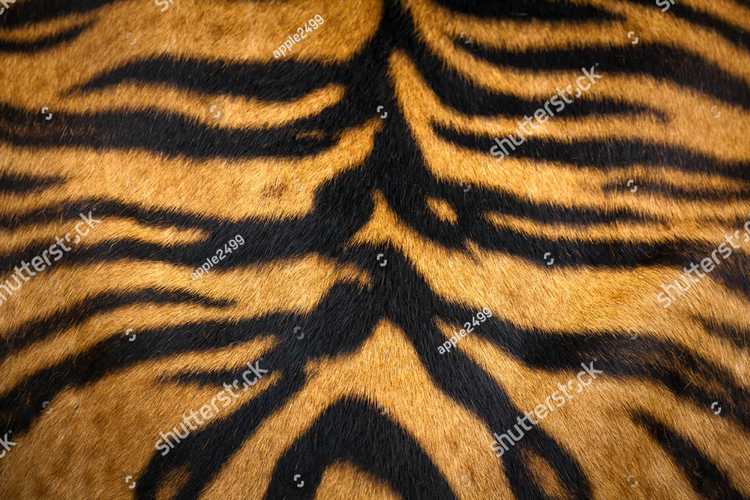 Tigry 7322