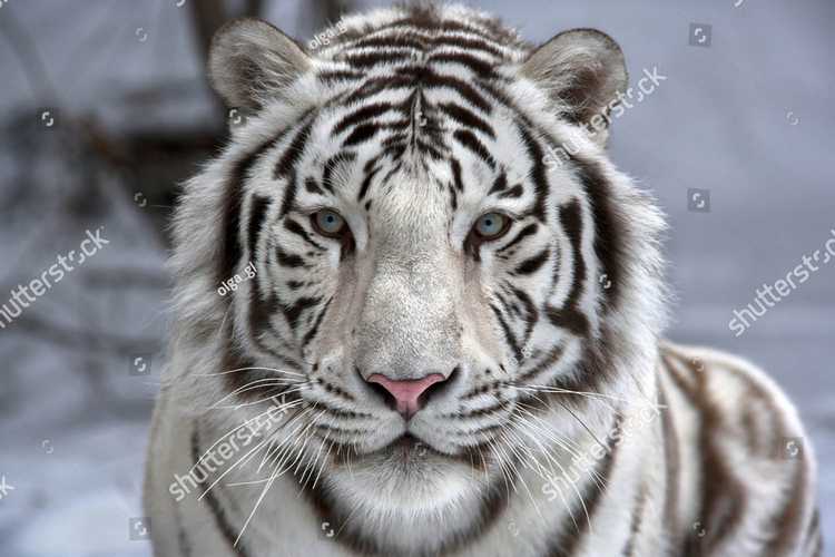 Tigry 7324