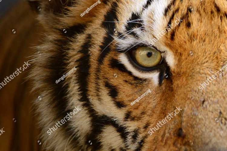 Tigry 7325