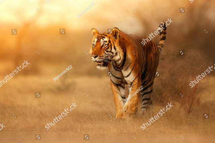 Tigry 7326