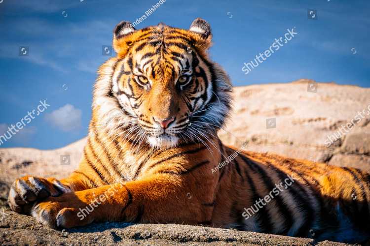 Tigry 7332