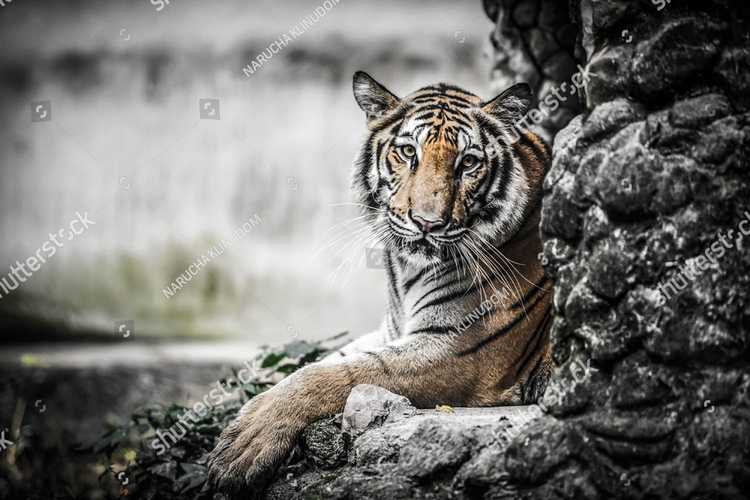 Tigry 7351