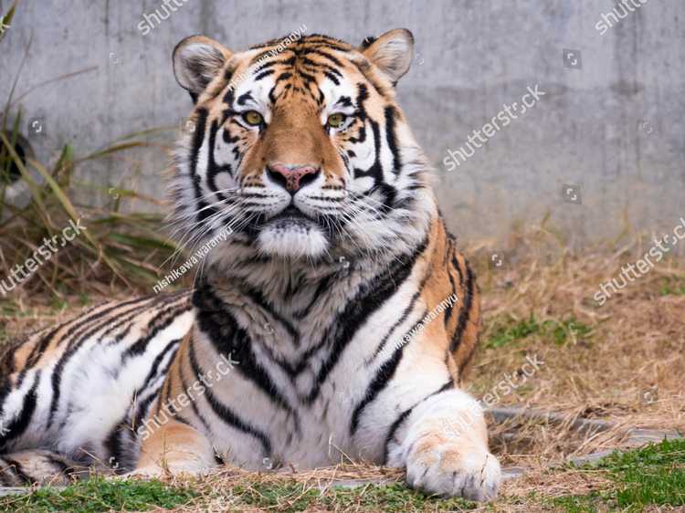 Tigry 7352