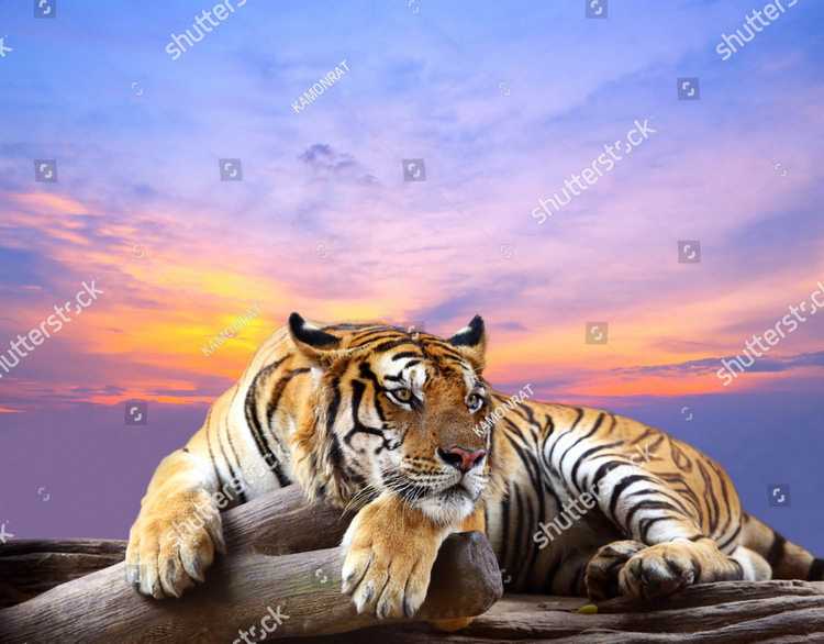 Tigry 7354