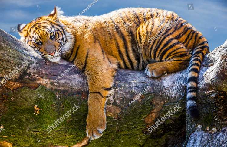 Tigry 7356